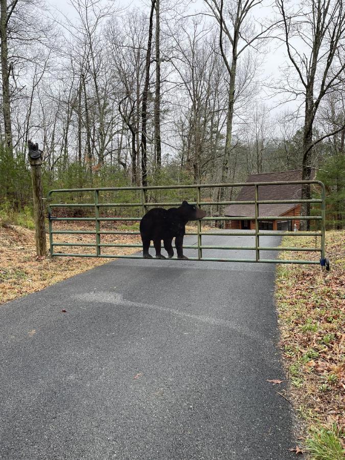 Great Smoky Mountains Cabin!, Secluded, Pet-Kid Friendly! Сев'єрвілл Екстер'єр фото